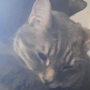 Meet your Posher, Joy